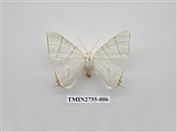 藏品(尺蛾324)的圖片